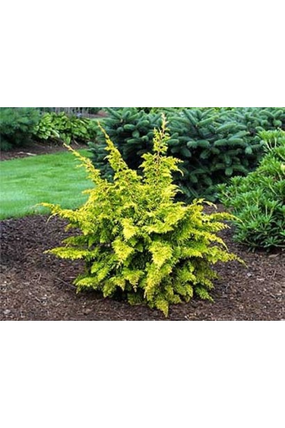 Окремий екземпляр кипарисовика Тетрагона Ауреа в ландшафтному дизайні.